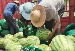 甘肃陇南网红吃瓜视频,揭秘当地特色美食与风土人情