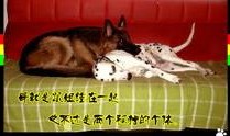 人与狗兽视频在线观看,温馨互动，共度美好时光